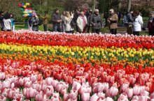 Květinové korzo a Amsterdam - Nizozemsko