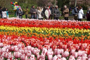 Květinové korzo a Amsterdam - Nizozemsko