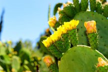 Kypr, ostrov dvou tváří - poznání řecké i turecké části - Kypr