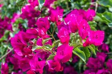 Lastovo, ostrov nedotčené krásy - Hvar, chorvatská Madeira - Chorvatsko