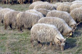 Lázně Hajdúszoboszló a slavnosti květin - Maďarsko - Hajdúszoboszló