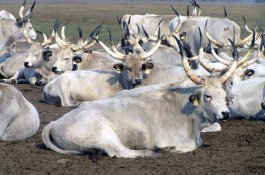 Lázně Hajdúszoboszló a slavnosti květin - Maďarsko - Hajdúszoboszló