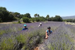Levandulová Provence na kole - Francie - Provence