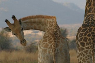 Luxusní Safari v Keni - Keňa