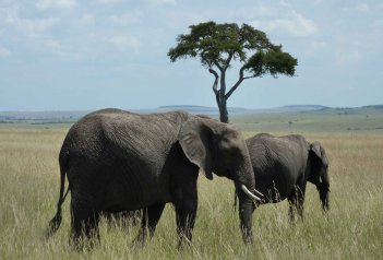 Luxusní Safari v Keni - Keňa