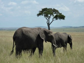 Luxusní Safari v Keni