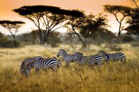 Luxusní Safari v Keni a odpočinek na Zanzibaru - Keňa