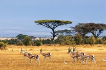 Luxusní Safari v Keni a odpočinek u moře - Keňa