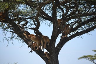 Luxusní safari v Tanzanii - Tanzanie
