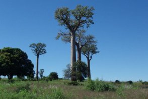 MADAGASKAR – GALAPÁGY AFRIKY - Madagaskar