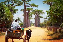 Madagaskar - země lemurů, baobabů a koupání v Indi - Madagaskar