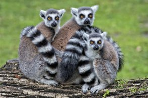 Madagaskar - země lemurů, baobabů a koupání v Indi - Madagaskar