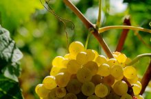 Maďarsko - národní parky termální kaleidoskop a víno - Maďarsko