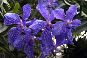 Madeira, poznávání a turistika - Portugalsko - Madeira 