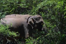 Malebná tvář Srí Lanky se safari a pobytem u Indického oceánu - Srí Lanka