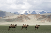 Mongolsko - země pastevců - Mongolsko
