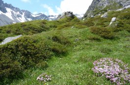 Montafon, rozkvetlá alpská zahrada - Rakousko - Vorarlbersko
