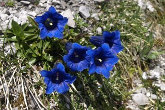 Montafon, rozkvetlá alpská zahrada - Rakousko - Vorarlbersko