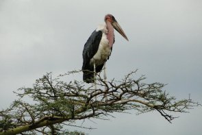Mt.Meru, Samburu, Mt. Kenya, jezero Nakuru a Masai Mara Safari... - Keňa