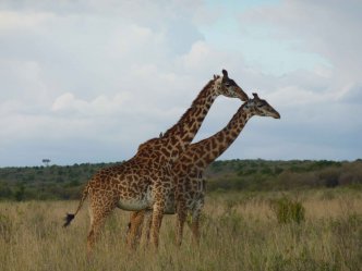 Mt.Meru, Samburu, Mt. Kenya, jezero Nakuru a Masai Mara Safari...