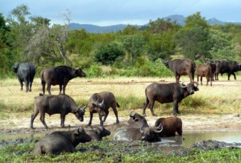 Namibie, Botswana, Zimbabwe, Zambie