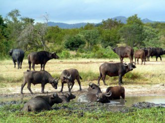 Namibie, Botswana, Zimbabwe, Zambie