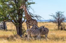 NAMIBIE - VZPOMÍNKY NA AFRIKU - Namibie