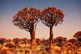 NAMIBIE - VZPOMÍNKY NA AFRIKU - Namibie