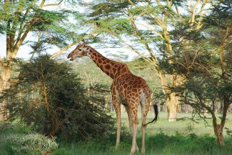Národní parky severní Keni - pro náročné  - Keňa