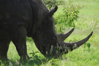 Národní parky severní Keni - pro náročné  - Keňa
