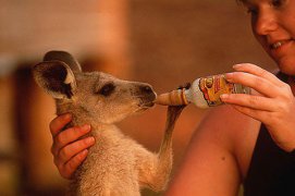 Nejlepší z Austrálie a Oceánie - Austrálie