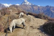 Nepál - treky Mardi Himal a Khopra Danda - Nepál