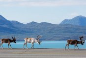 Norsko - zlatá cesta severu a srdce norských fjordů - Norsko