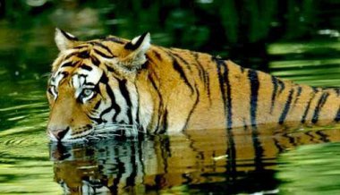 Objevování Indie a tygří safari v NP Corbett