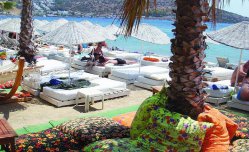 Okaliptus - Turecko - Bodrum - Bitez