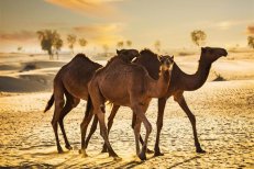 Perský záliv - Emiráty a Bahrajn - Spojené arabské emiráty