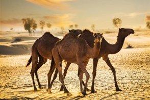 Perský záliv - Emiráty a Bahrajn - Spojené arabské emiráty