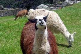 Peru, Bolívie, Chile, Argentina, Paraguay, Brazílie + Uruguay - Peru