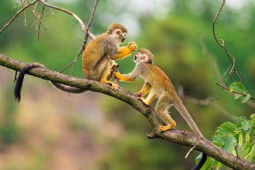 Peru - posvátná říše Inků a safari Amazonského pralesa - Peru