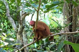 Peru + výprava do Amazonie - Peru
