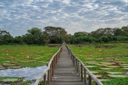 Pestrobarevná Brazílie - Brazílie