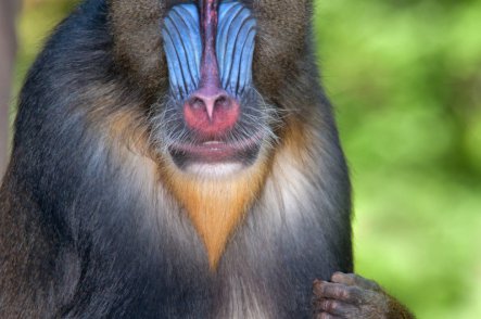 Poslední ráj - Gabon, Rovníková Guinea, Sv. Tomáš - Gabon