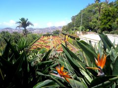 Poznání Madeiry se slovenským průvodcem