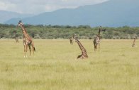 Poznávací zájezd Keňa, Tanzánie - Mt.Kenya, safari v 4NP, ostrov Zanzibar - Keňa