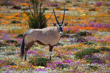 Přírodní divy jižní Afriky - Botswana