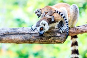 Přírodní krásy Madagaskaru - Madagaskar