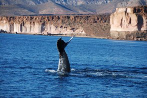 Přírodní krásy severního Mexika s pozorováním velryb - Mexiko