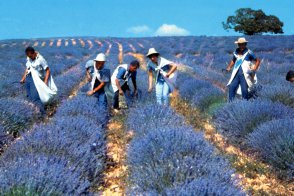 Přírodní parky a památky Provence - Francie - Provence