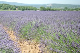 Přírodní parky a památky Provence s koupáním - Francie - Provence