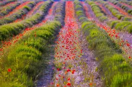 Provence a barvy jara - výlet lodí do St. Tropéz a oblast Luberonu - Francie - Provence